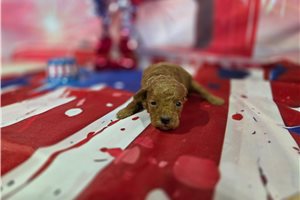 Porter - puppy for sale