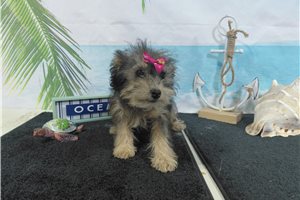 Rosie - Schnoodle for sale