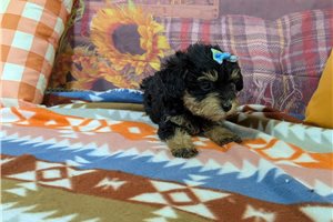 Rosemary - puppy for sale