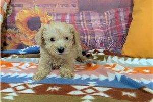 Ridgewell - puppy for sale