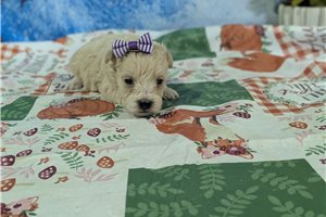 Rose - puppy for sale