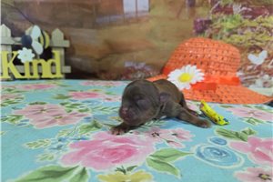 Leslie - Shih Tzu for sale