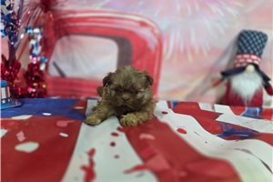 Lorenzo - Shih Tzu for sale