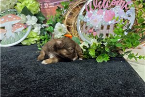 Lexi - Shih Tzu for sale