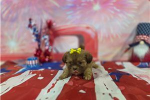Leslie - Shih Tzu for sale