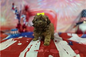 Lexi - Shih Tzu for sale
