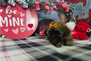 Sadie - puppy for sale