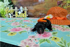 Lauren - puppy for sale