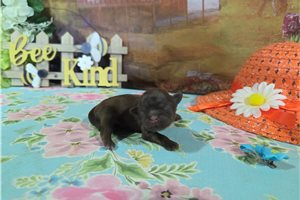 Lorelai - puppy for sale