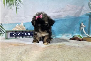 Lorelai - puppy for sale