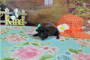 Lana - puppy for sale