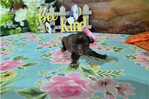 Lola - puppy for sale