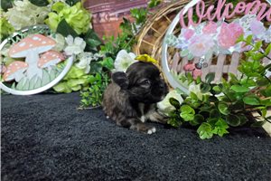 Lana - Shih Tzu for sale