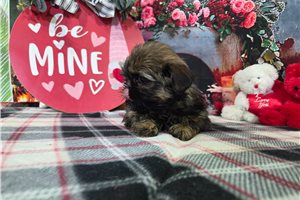 Stetson - Shih Tzu for sale