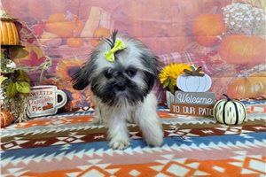 Lana - Shih Tzu for sale