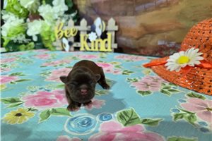 Lorenzo - puppy for sale