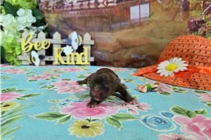 Lexi - puppy for sale