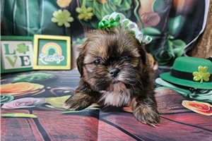 Elvira - puppy for sale