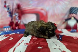 Lauren - Shih Tzu for sale