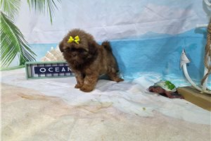 Leslie - puppy for sale