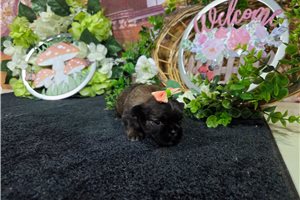 Lauren - Shih Tzu for sale