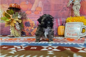 Gordon - puppy for sale