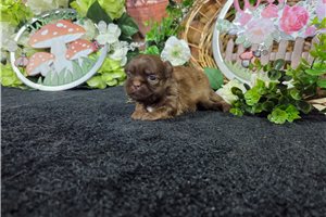 Lorenzo - Shih Tzu for sale