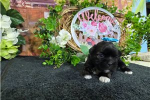 Lorelai - Shih Tzu for sale