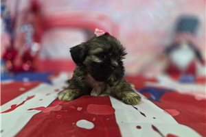 Lana - Shih Tzu for sale