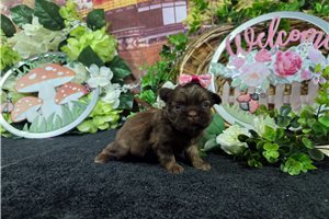 Leslie - Shih Tzu for sale