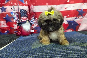 Lana - Shih Tzu for sale