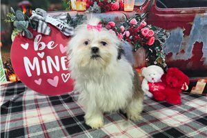 Mila - Shih Tzu for sale