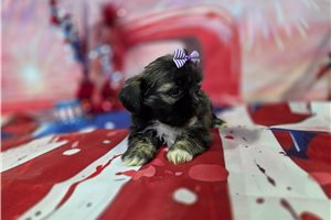 Lorelai - Shih Tzu for sale
