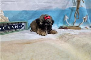 Lauren - puppy for sale
