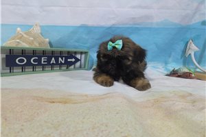 Lana - Shih Tzu for sale