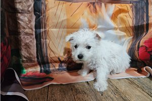 Simone - West Highland White Terrier - Westie for sale