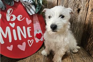 Slate - West Highland White Terrier - Westie for sale