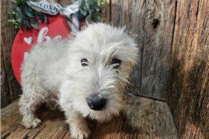 Shakur - West Highland White Terrier - Westie for sale