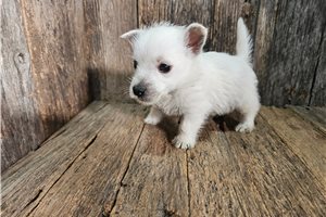 Snow - puppy for sale