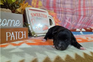 Triton - Yorkiepoo for sale