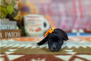 Tiki - puppy for sale