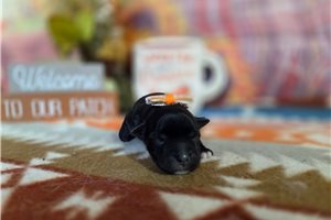 Tammy - puppy for sale