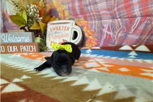 Teresa - puppy for sale