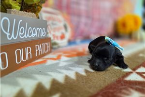 Teagan - puppy for sale