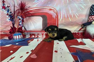 Nash - Yorkshire Terrier - Yorkie for sale