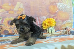 Babe - Yorkie for sale