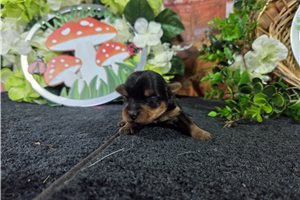 Norma - puppy for sale