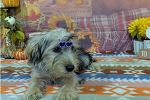 Norma - Yorkshire Terrier - Yorkie for sale
