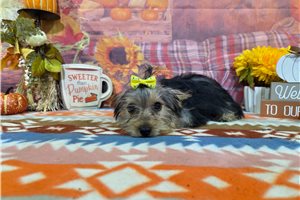 North - puppy for sale
