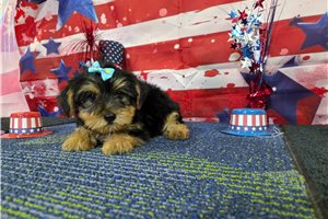 Norma - Yorkshire Terrier - Yorkie for sale
